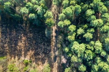 Aerial view of amazing forest with multicolored trees, Poland
